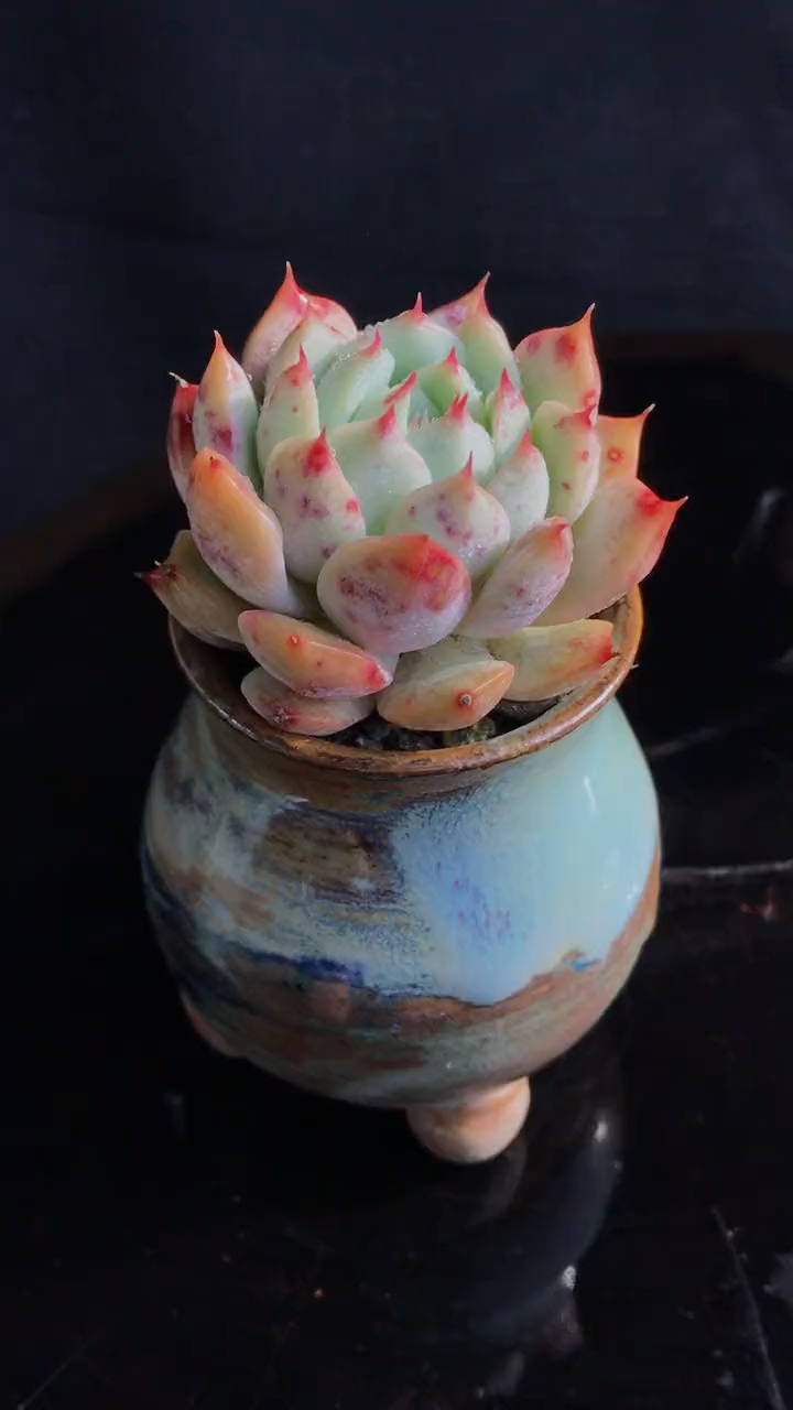 多肉植物 蒂比多肉