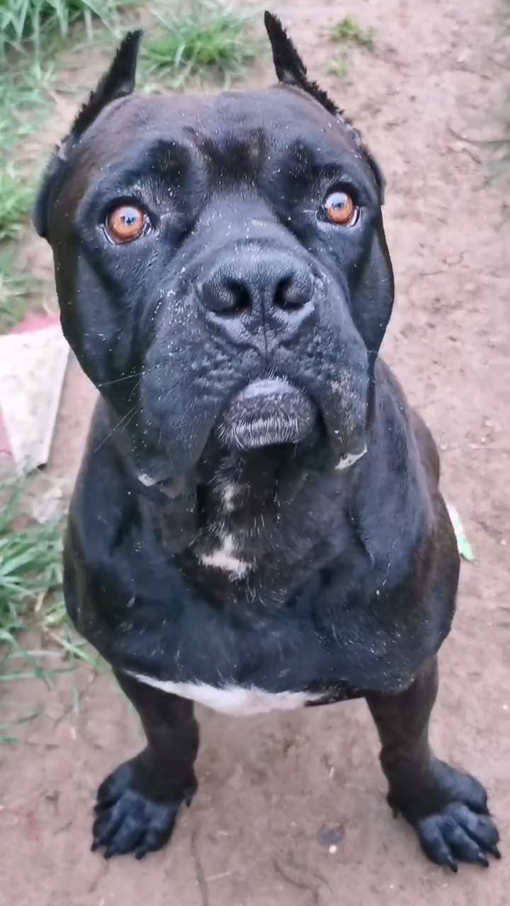 卡斯罗属于紧凑型獒犬也是獒犬中口水最少的犬种