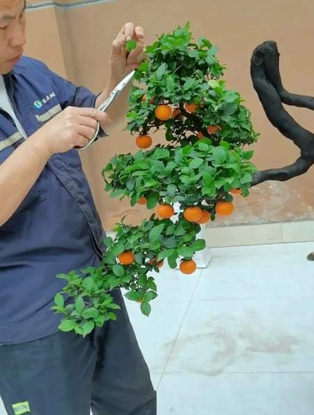 剪一棵悬崖造型的金弹子,你们说这棵值5个w 吗-度小视