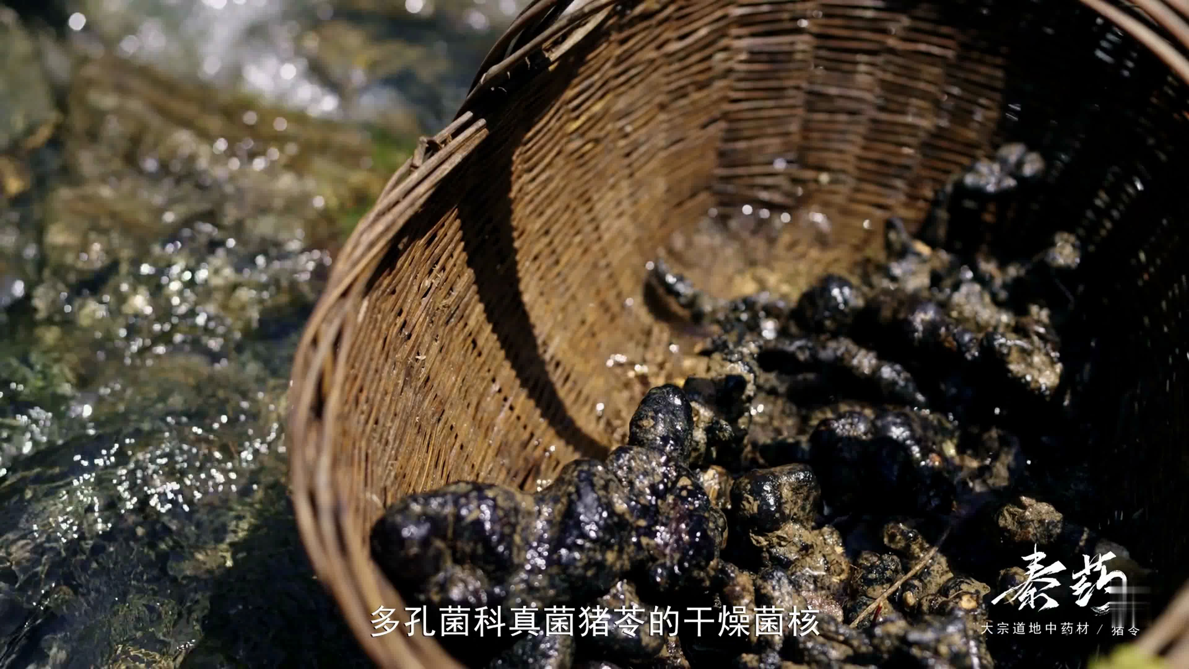 形状像猪屎的中药材你见过吗?|综艺