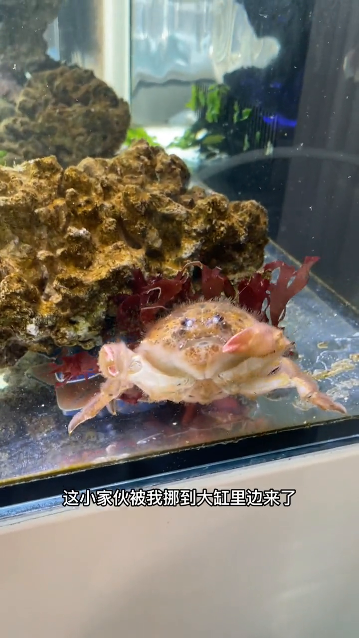 最可爱最让我操心的小家伙小棉蟹