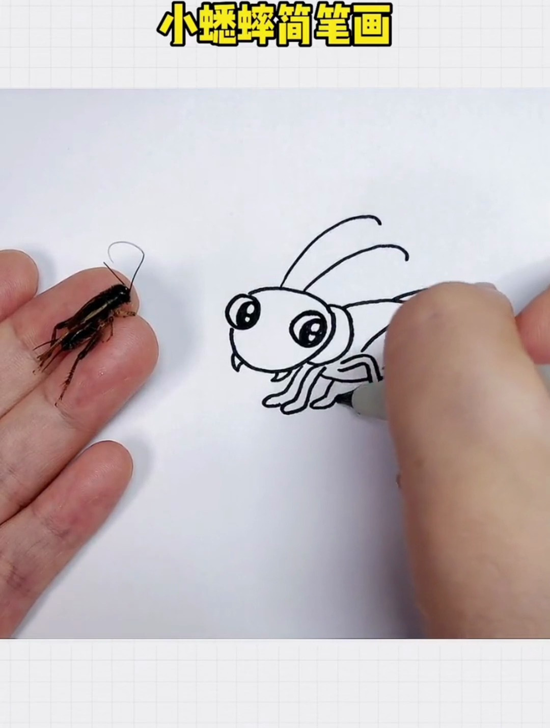 在花盆里发现的小蟋蟀 画成卡通简笔画