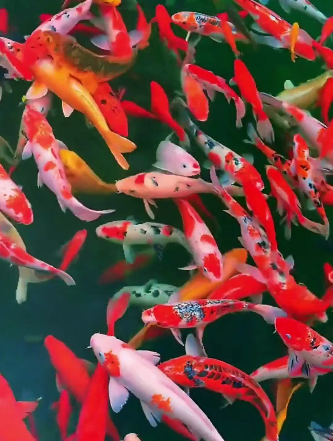 鱼儿水中游,祝大家年年有鱼,见者好运鸿运当头-度小视