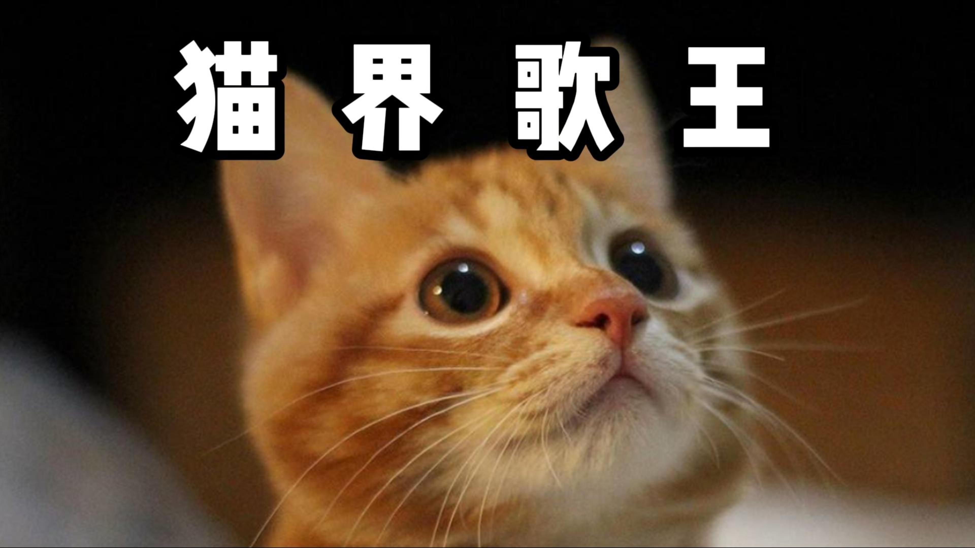 猫界歌王猫不易,靠会唱歌圈粉百万,多难得歌它都能唱