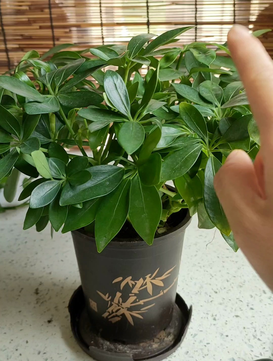 盆栽鸭掌木,多修剪,多冒芽,满盆"大手叶"