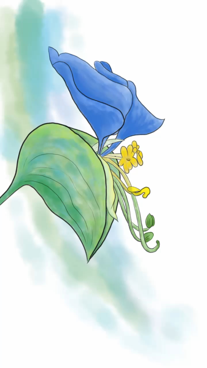 插画之花卉系列蝴蝶花