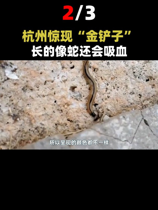 杭州突现"金铲子"!被称为死亡蠕虫,也是杀不死的天蛇