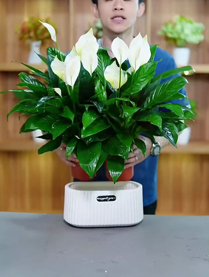 白掌绽放,如同帆船远航,寓意顺利与美好,家中一定要养一盆