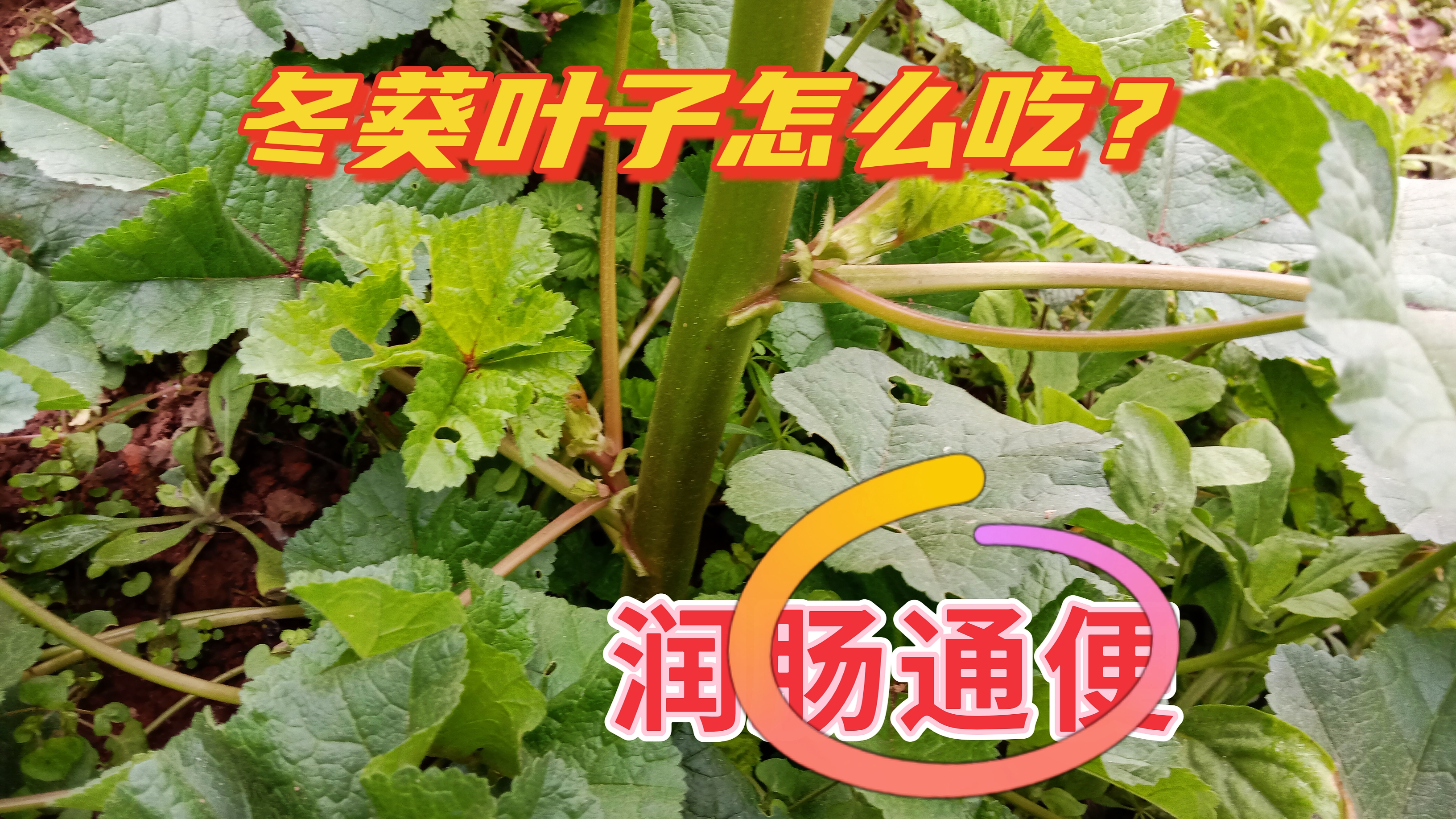认识它的人不多,冬葵叶子怎么炒来吃?润肠通便,去也匆匆