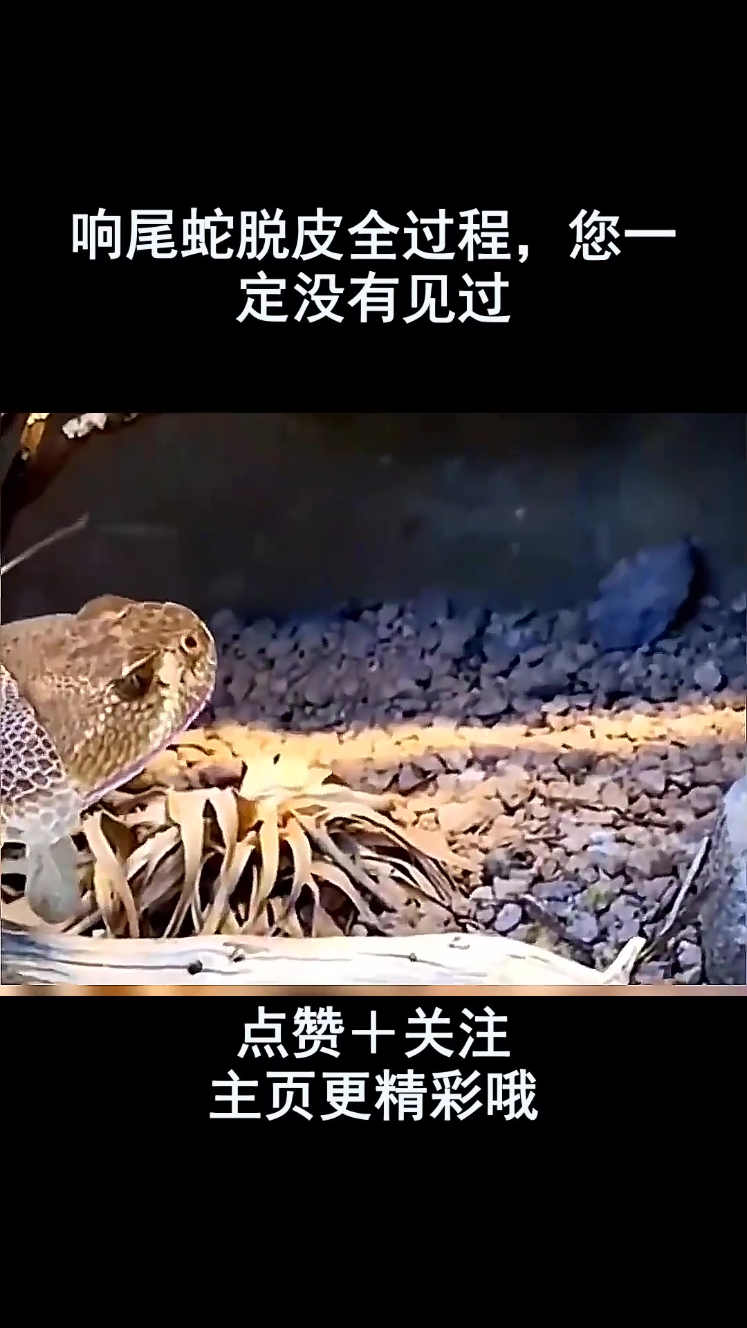 响尾蛇脱皮全过程,您一定没有见过