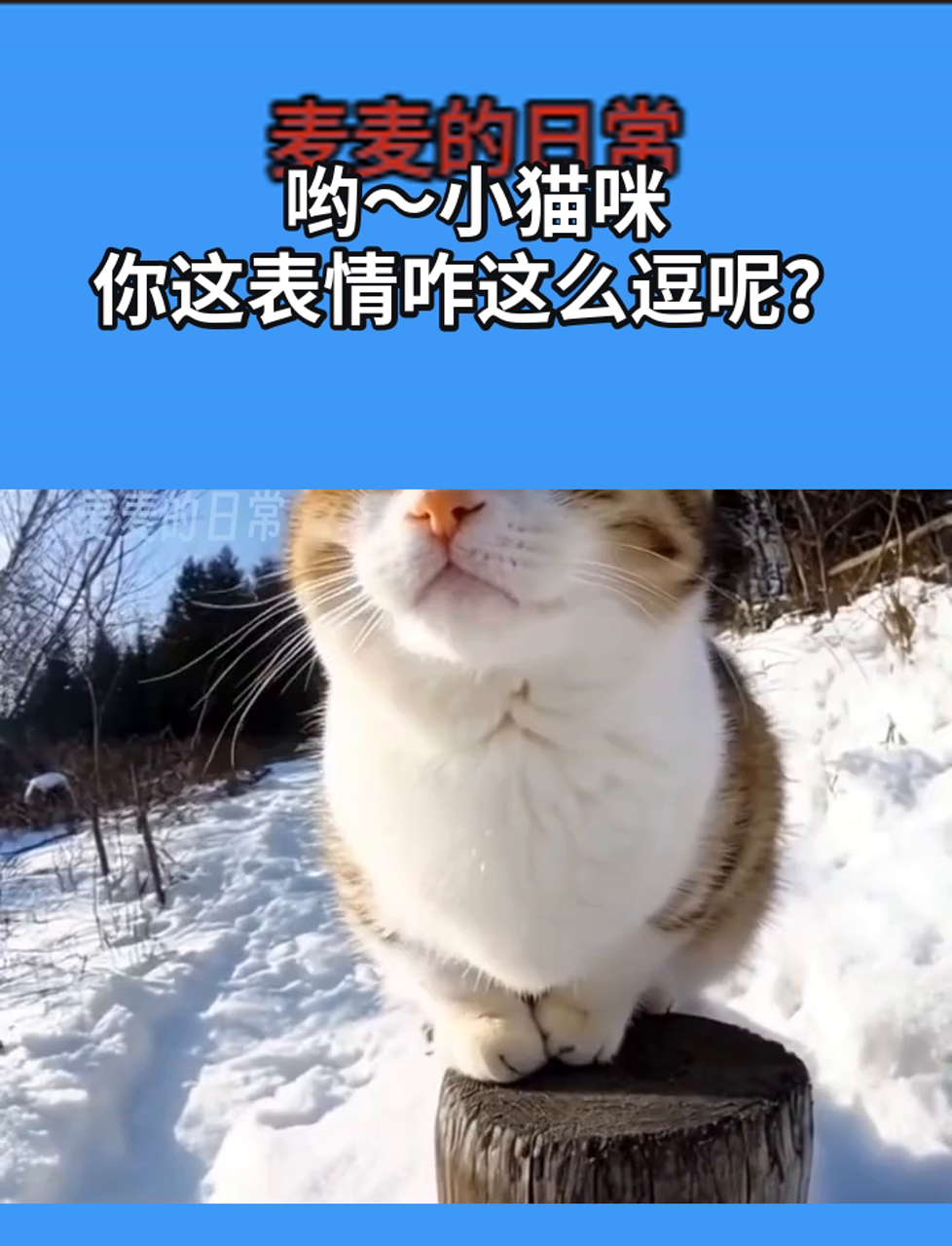 哟～小猫咪,你这表情咋这么逗呢?