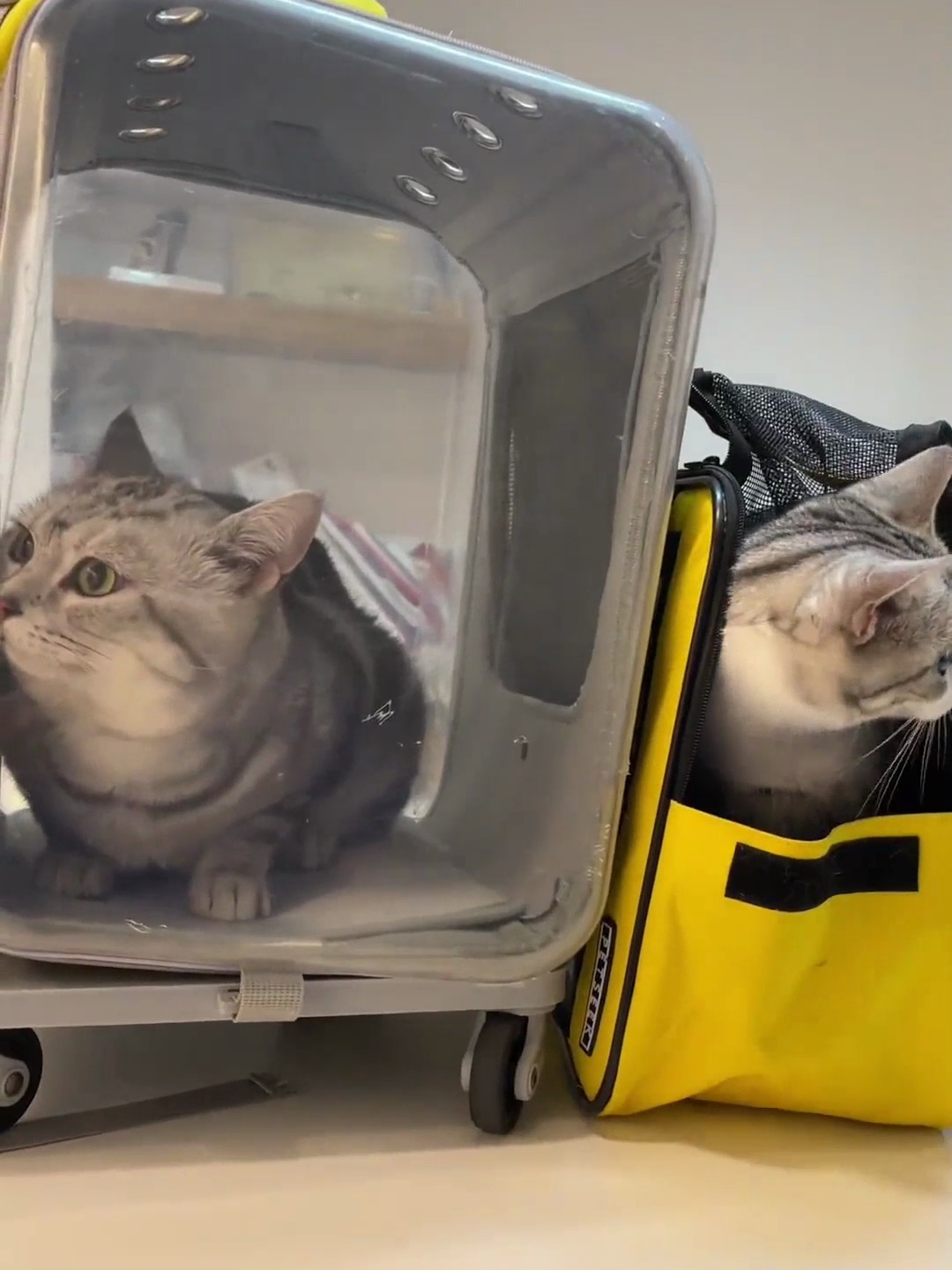 猫咪体检为了躲避打针疯狂求饶