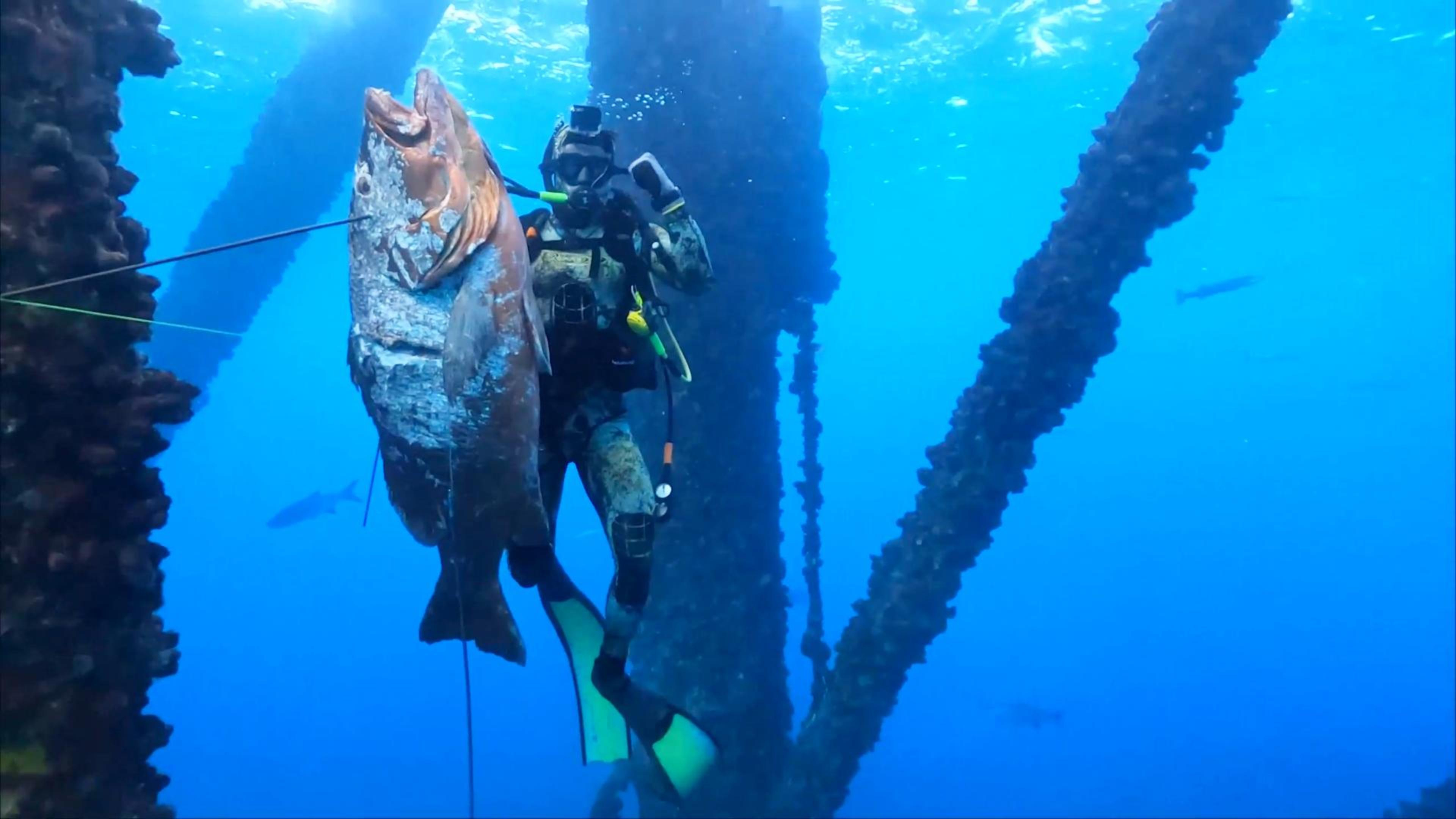 捕获一条一百多斤的巨型蓝鳍笛鲷鱼刚拿上岸就卖了十几个W