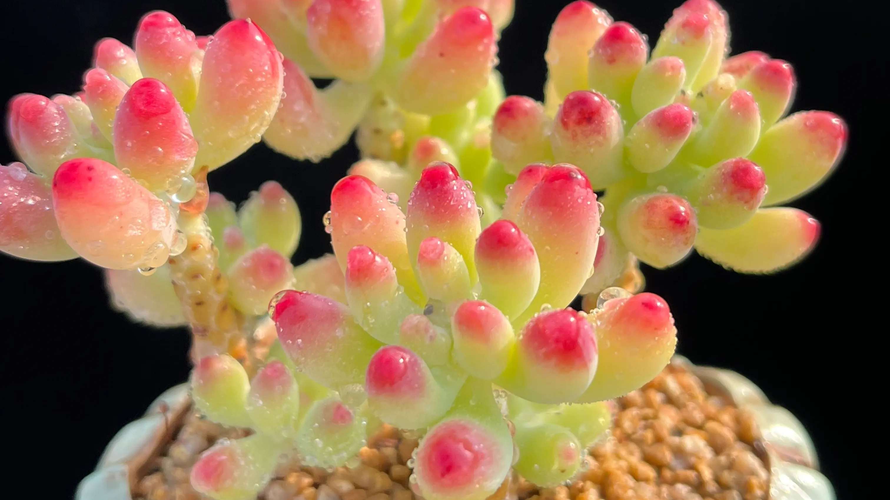 养护多肉乙女心,谨记“4个”养护技巧,轻松养爆盆