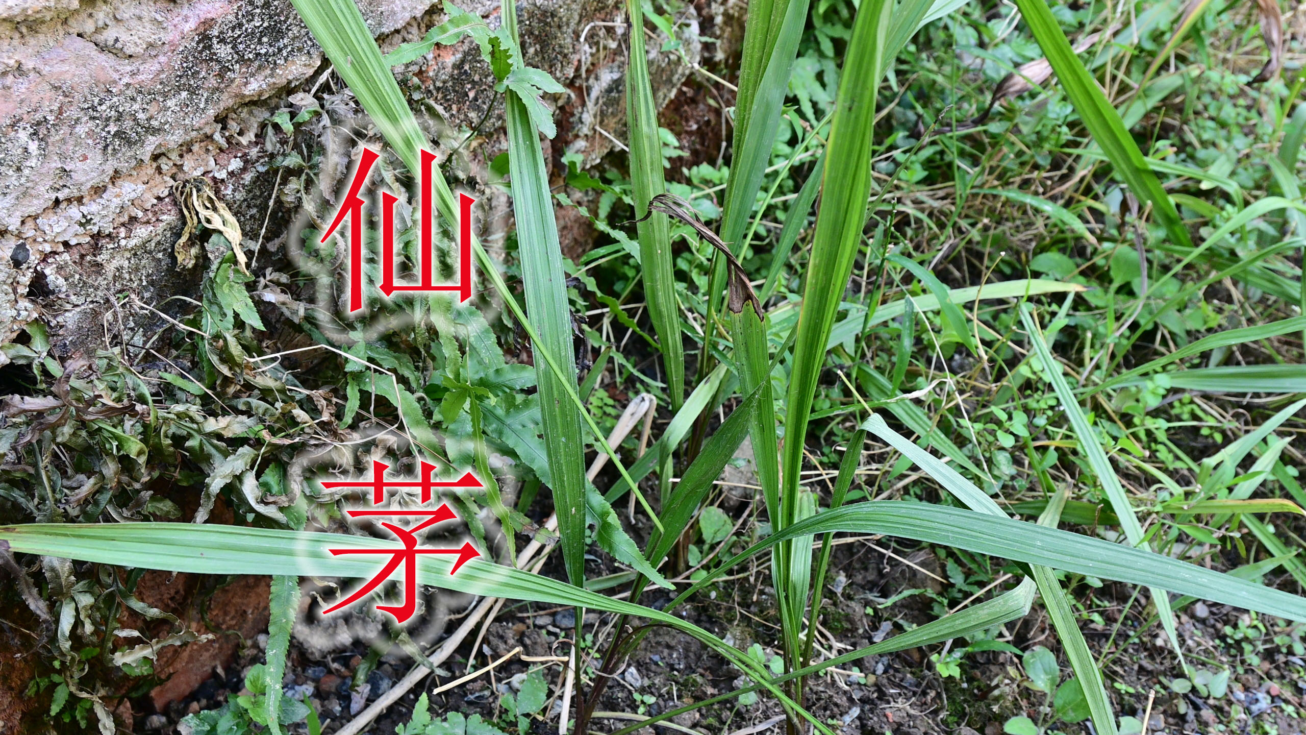 农村的小草“独脚仙茅”,与猪鼻子一起煲汤,好处是否知道呢?