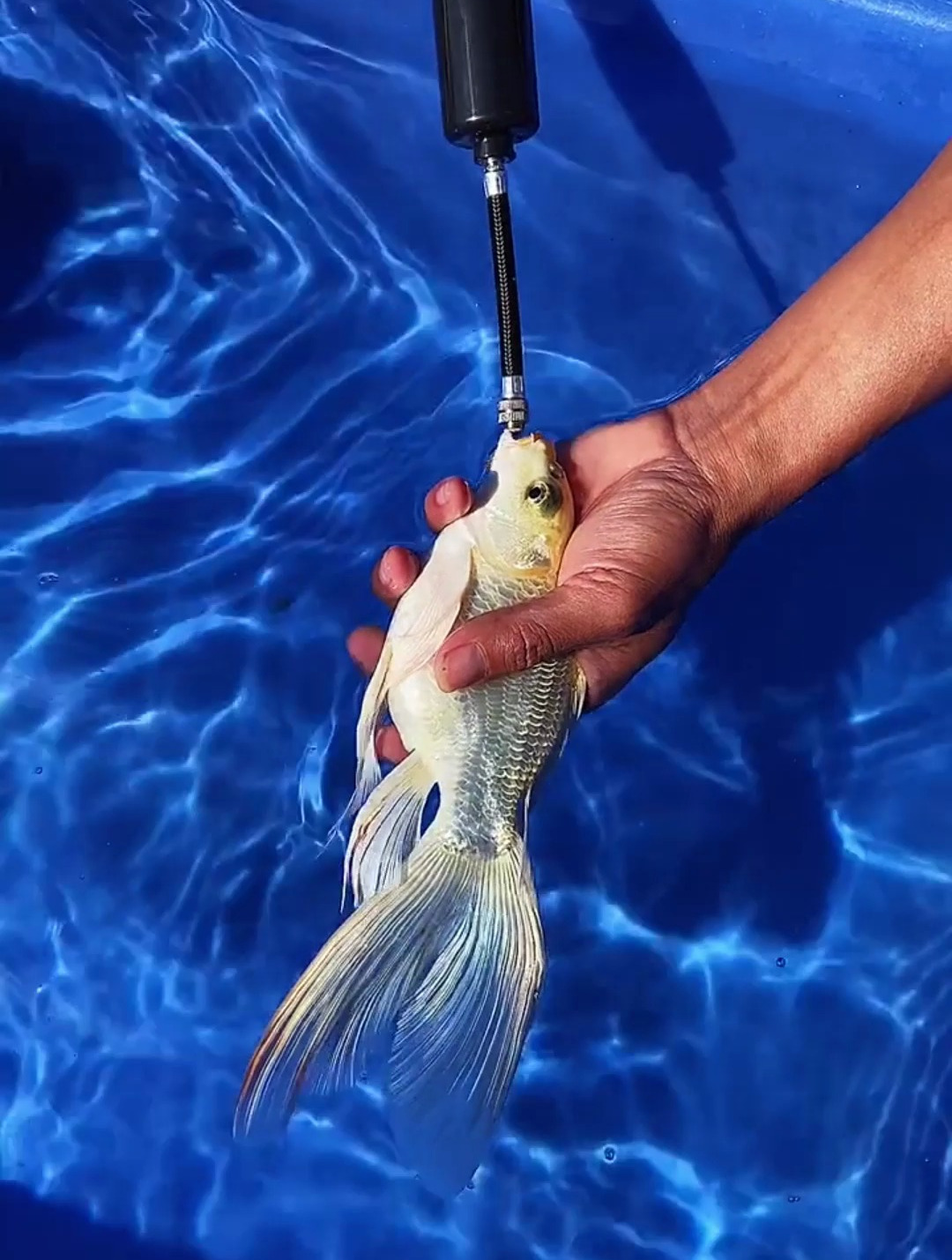 原来球体蝴蝶鲤是这么来的!万物皆可打打气 观赏鱼 水族