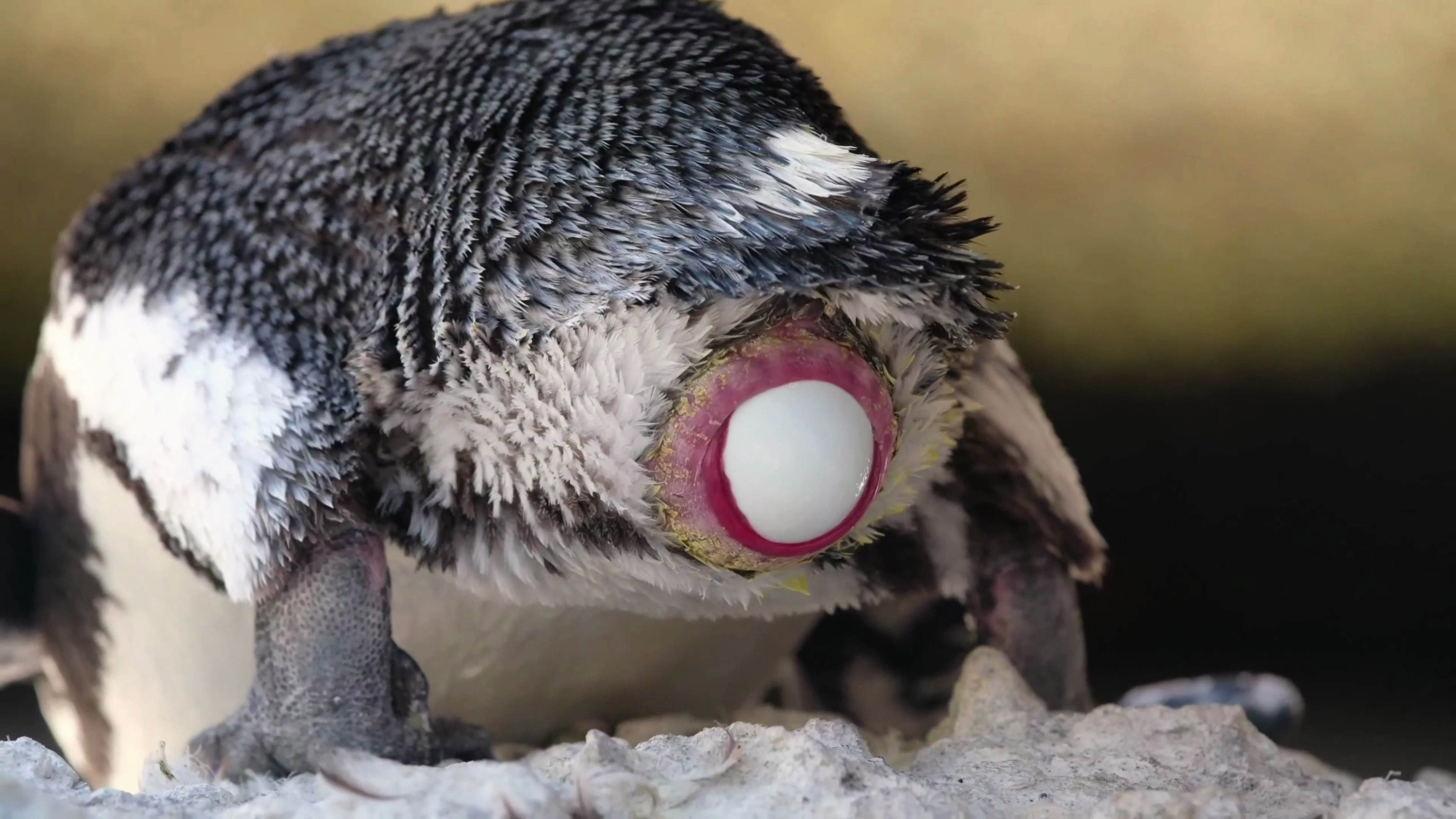 企鹅下蛋孵化宝宝的过程也是个大工程一起跟随镜头了解一下