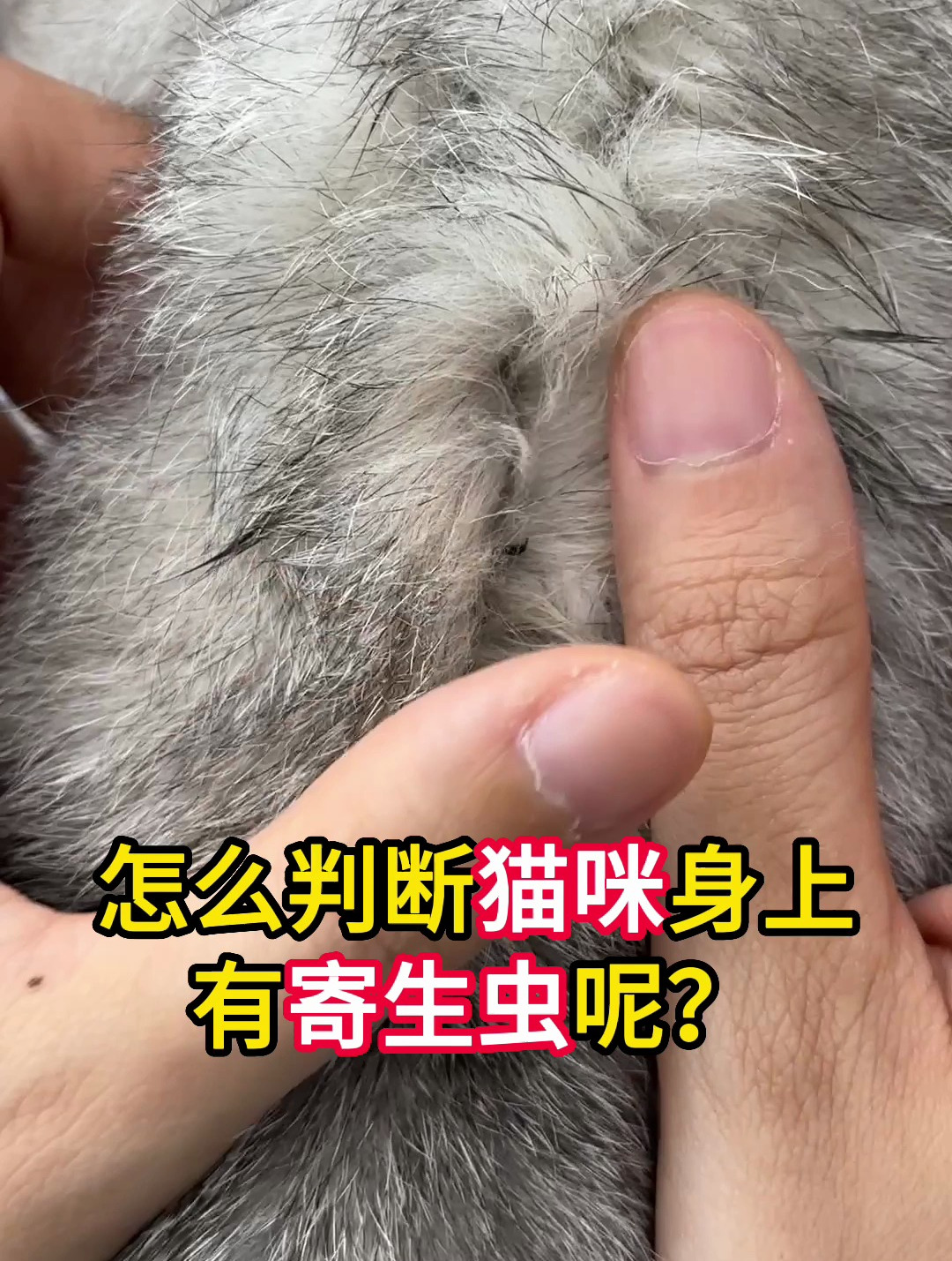 猫身上有白色伸缩虫子图片