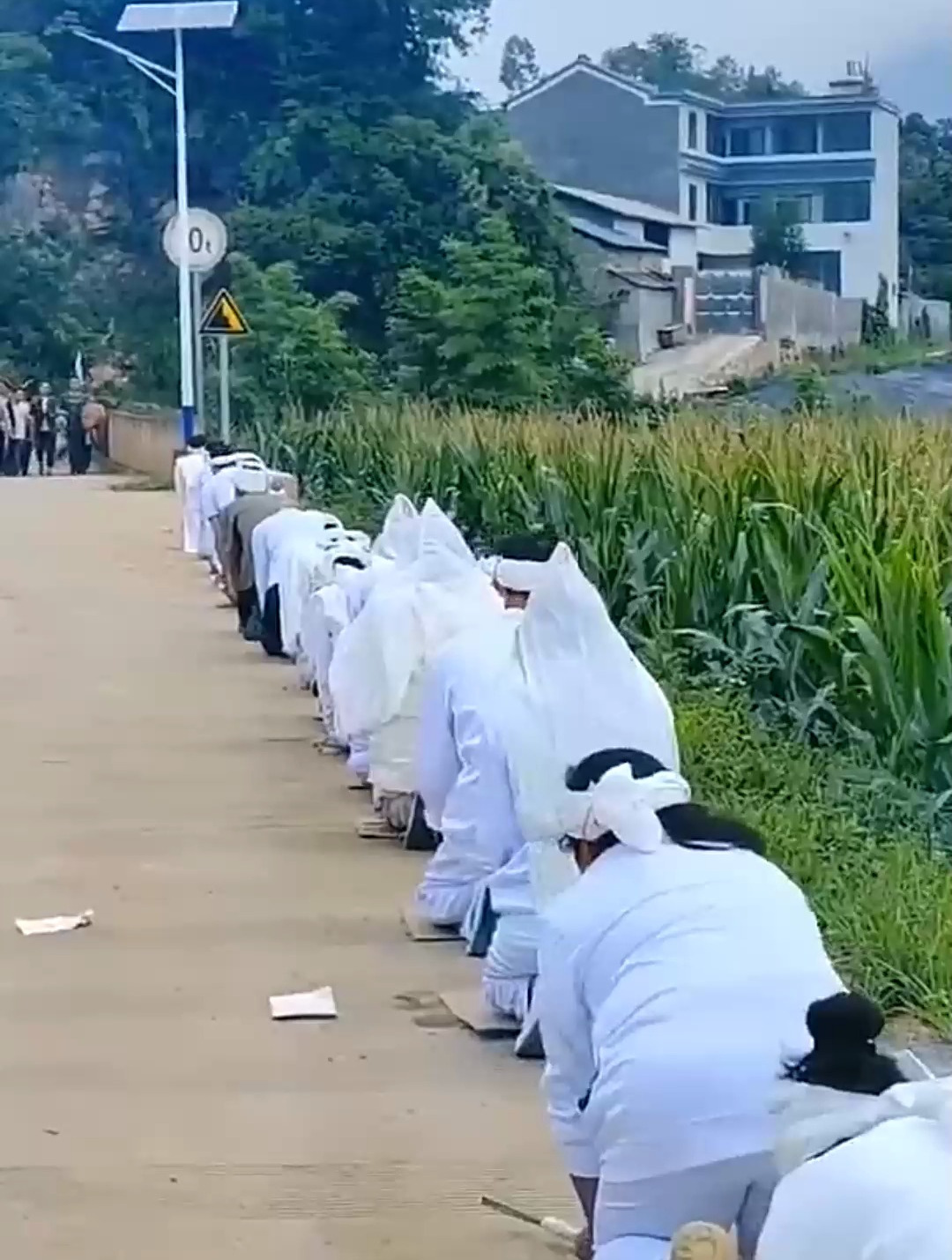 布依族葬礼,接幡杆树.由孝男孝女侄男侄女跪接幡杆树-度小视