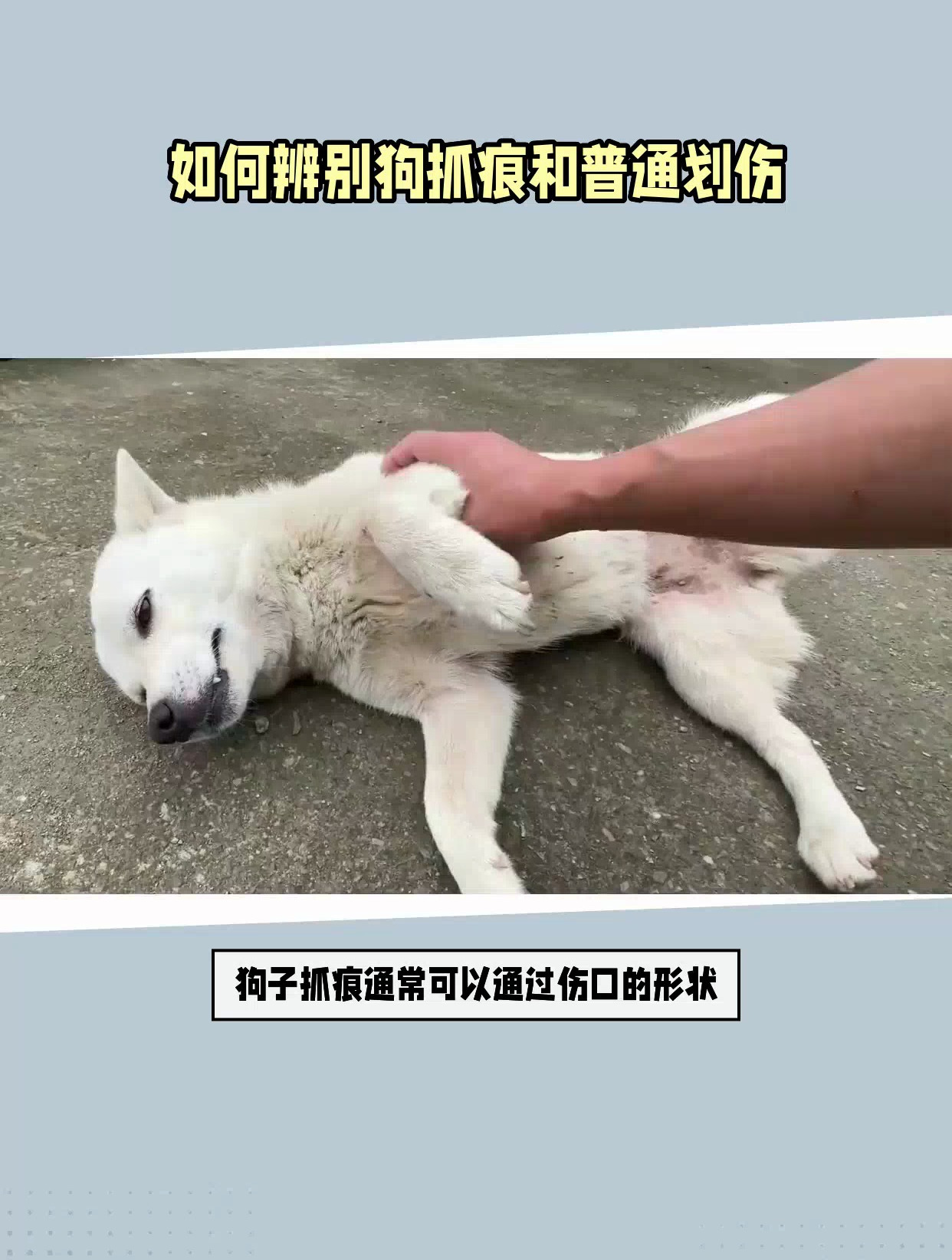 狗的抓痕特征图片