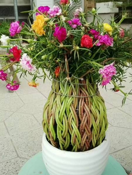 怎么给宿根太阳花做造型?