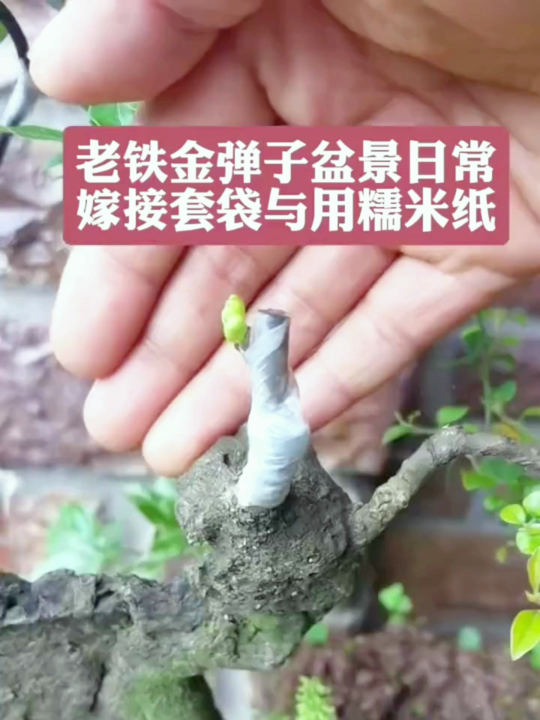 金弹子老鸦柿嫁接套带和糯米纸的区别,你知道多少?-度小视