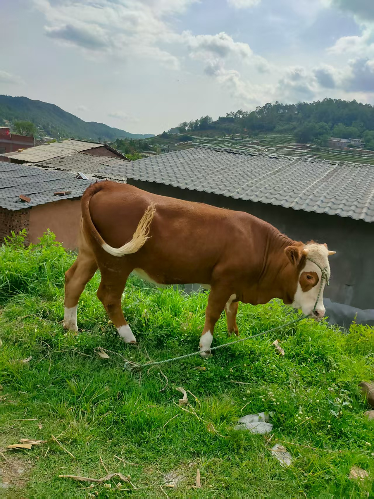 宣威生态养殖:西门塔尔牛的绿色牧场之旅