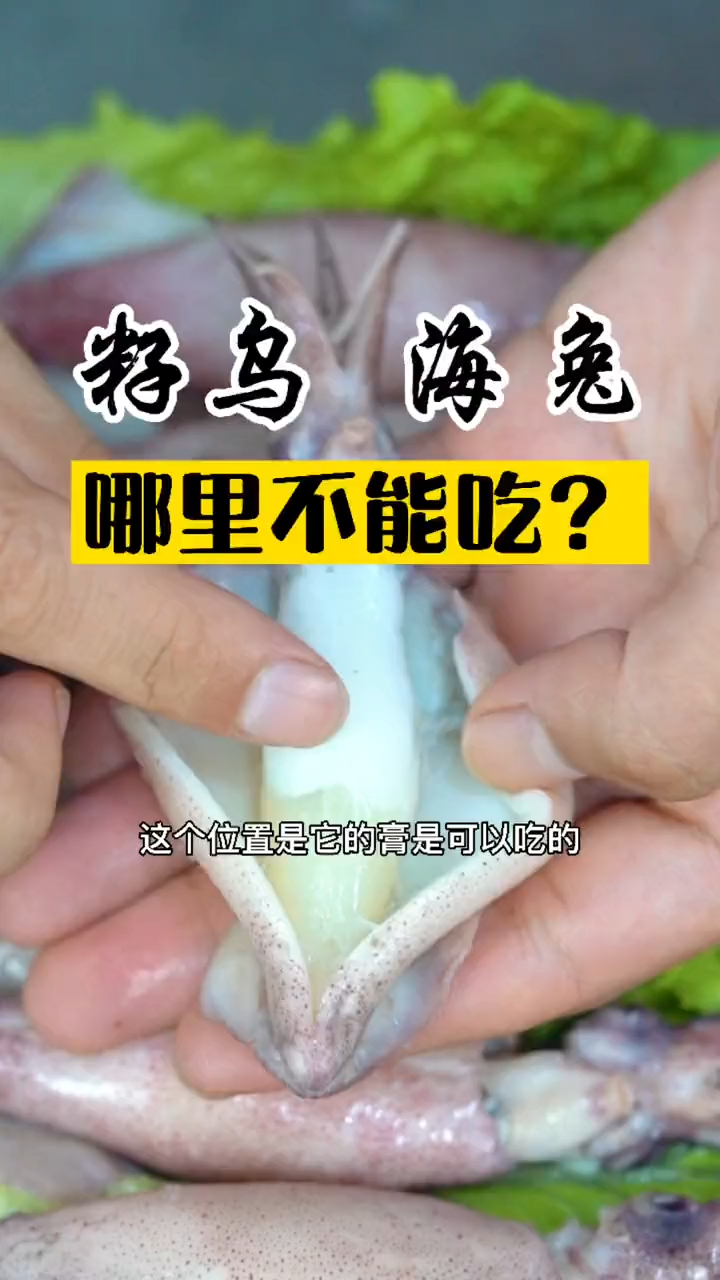 海兔哪里能吃哪里不能吃看完还不懂得给我点个赞
