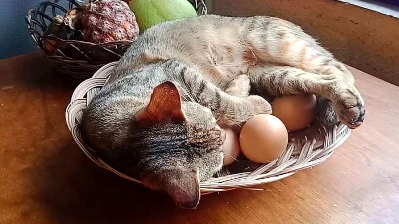 不养猫的人不知道猫居然会下蛋看完真是长见识了