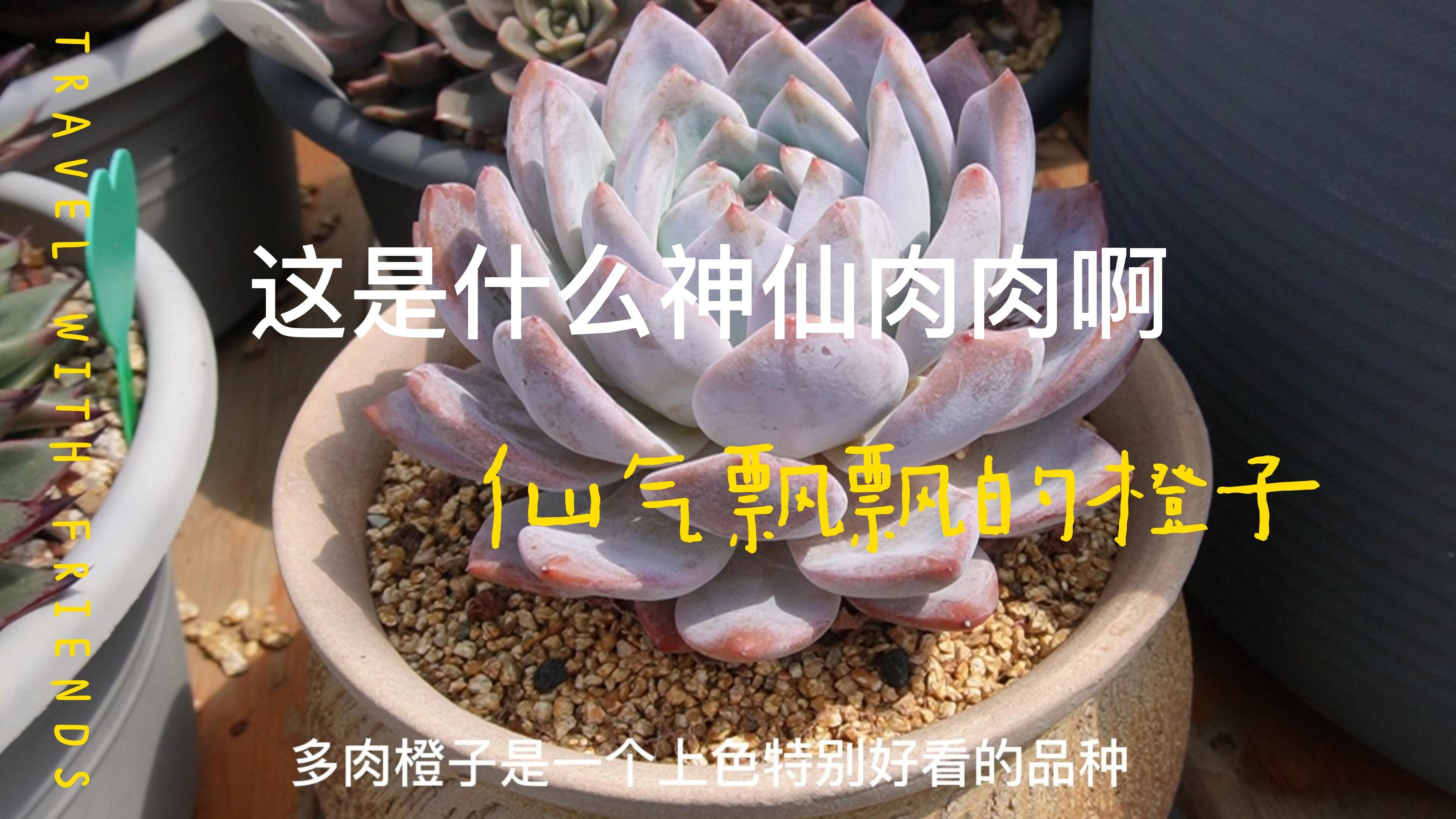 多肉橙子这太仙了上颜色了!快来看看