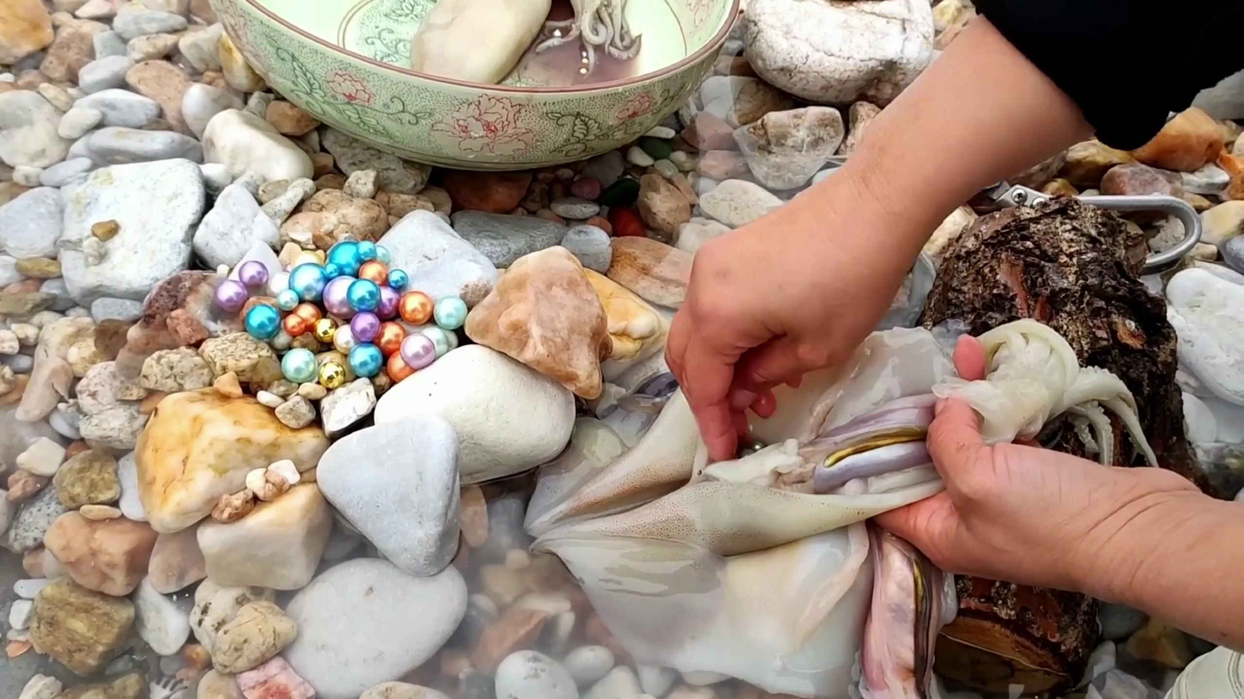 珍珠猎人从墨鱼肚子里开出珍珠