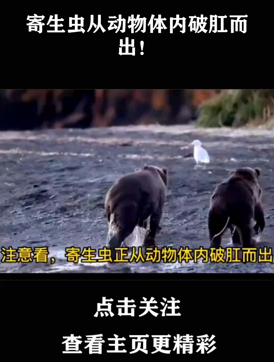 寄生虫从动物体内破肛而出!