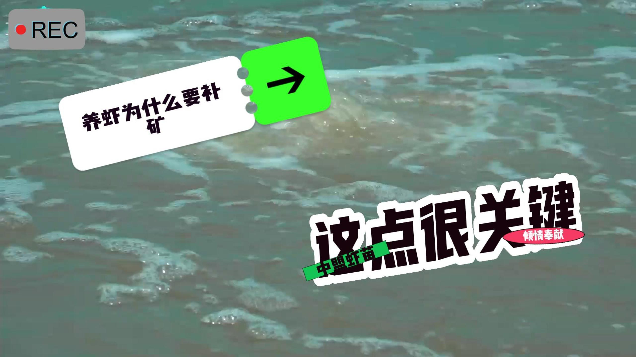 养虾,为什么要补充矿物质?为什么混合矿物质更好?