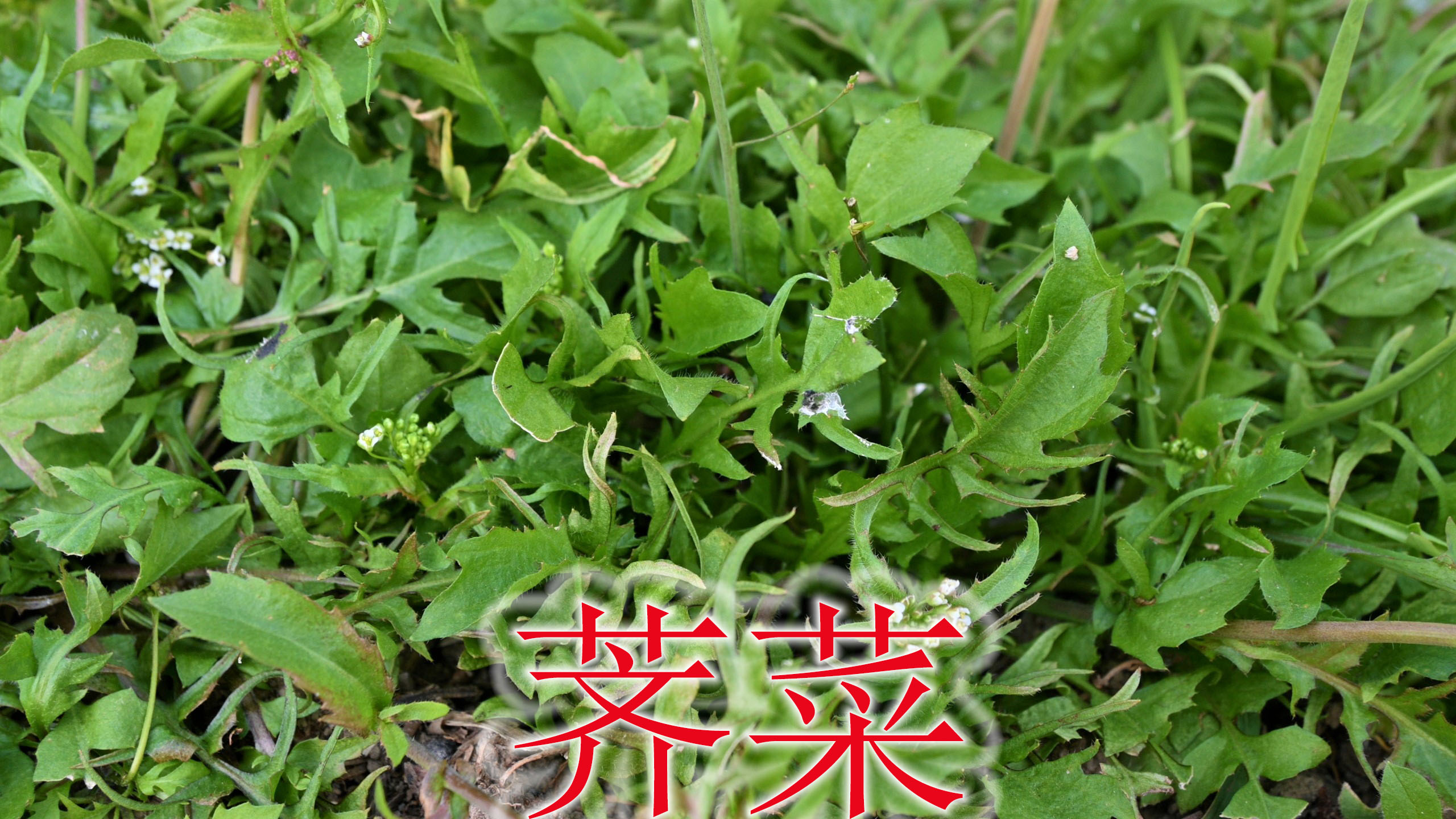 农村荠菜又叫“明目草”,号称“菜中甘草”,好处大家知道吗