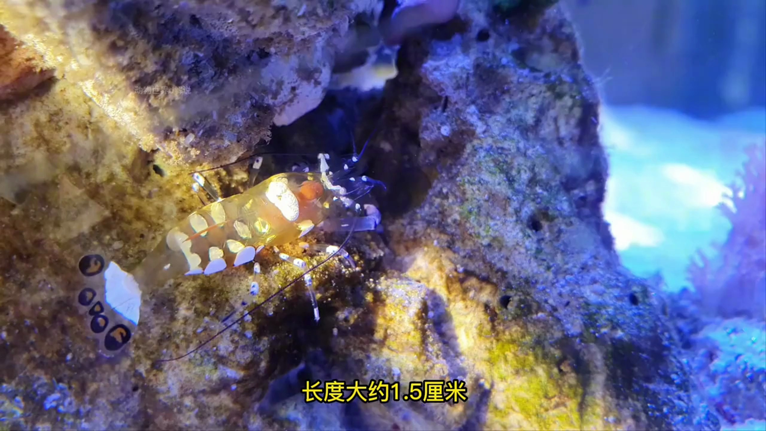 海洋生物,弱小但是有保护伞,它就性感虾,来了解一下吧