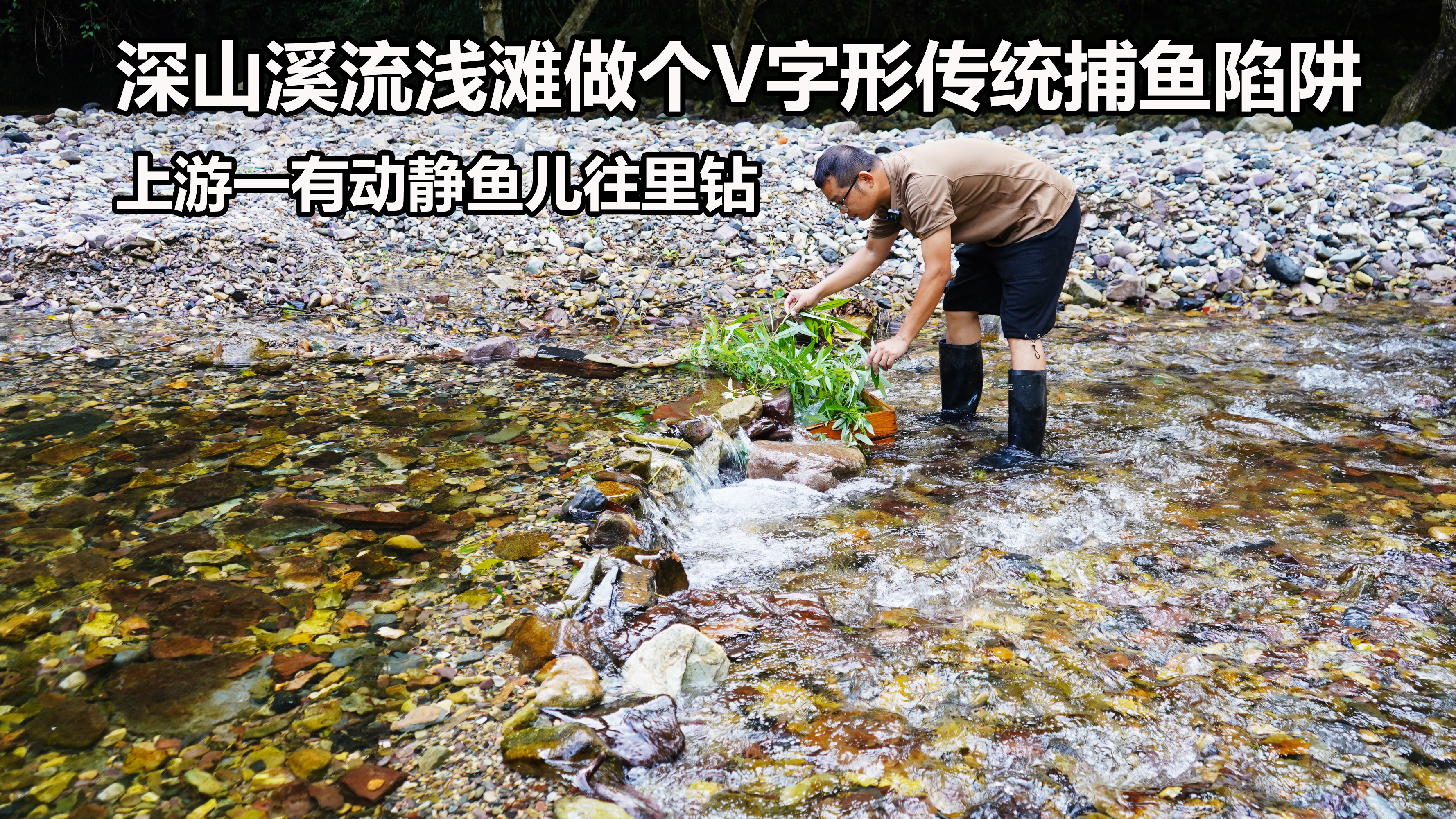 鹅卵石截断浅滩做个陷阱,上游一有响动鱼群就往下钻,捕鱼真高效