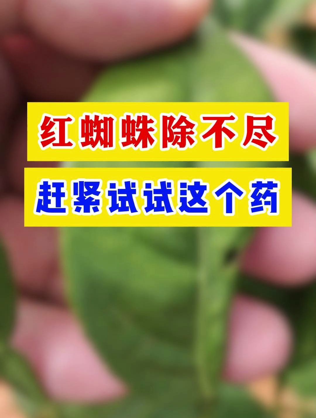 红蜘蛛女性药图片