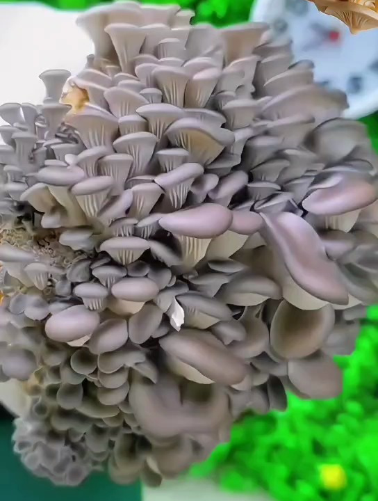 家庭种植蘑菇菌包 营养又健康