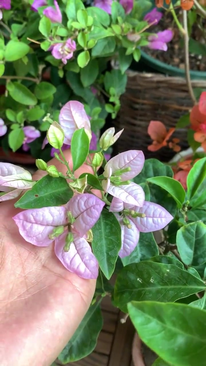 一起养花吧丨三角梅苹果花