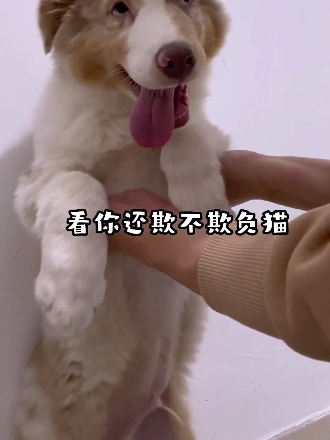 欺负猫你还有理了