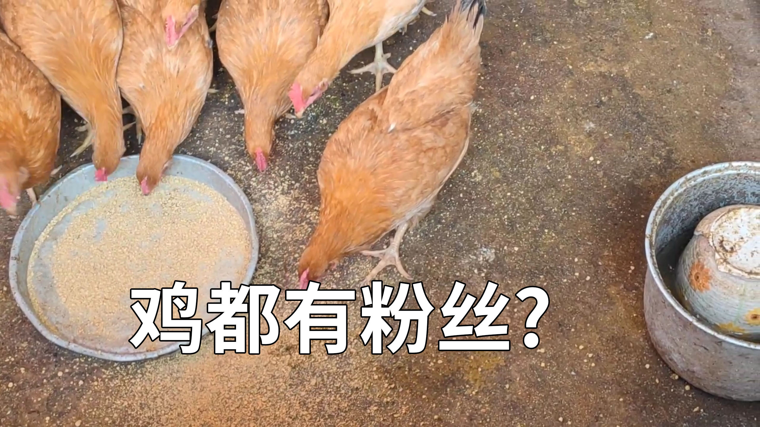 鸡鸡公主居然也有粉丝,喜得水库怪物
