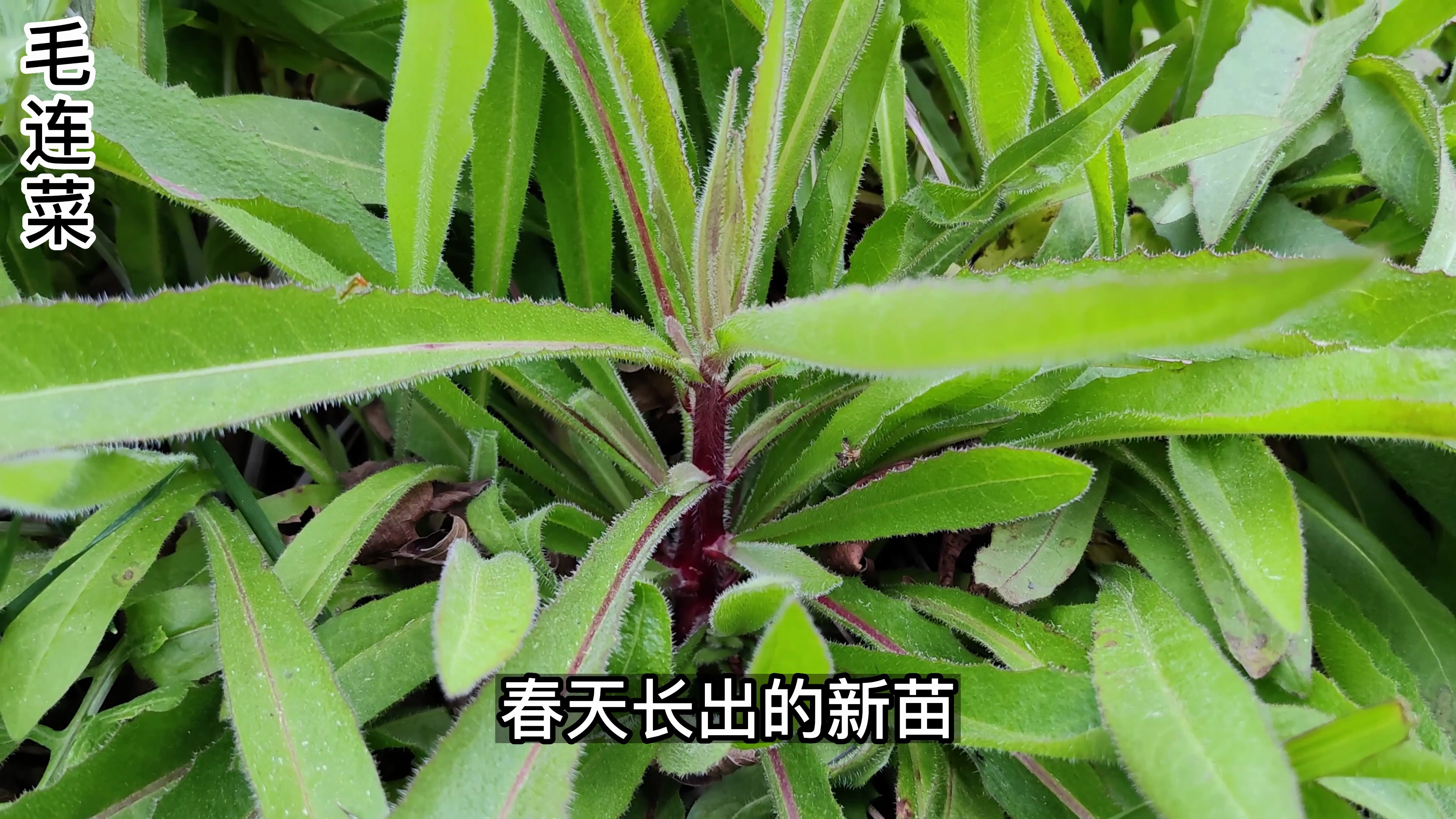 毛连菜是一味美味野菜,在民间也叫“枪刀菜”,是一味民间药草