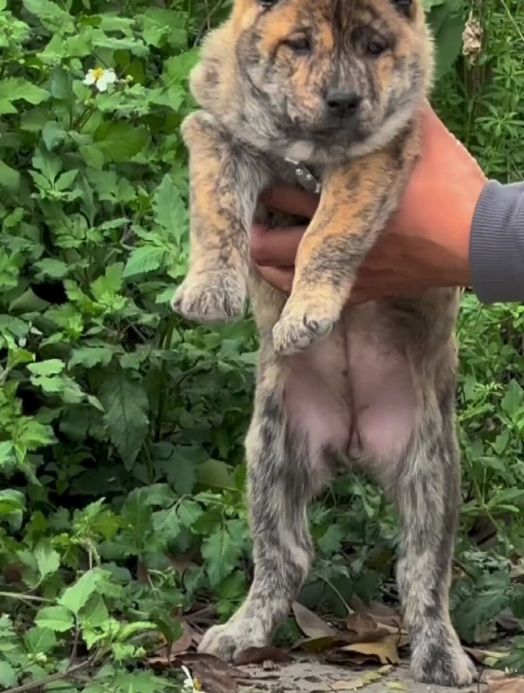 家里养虎斑犬好不好图片