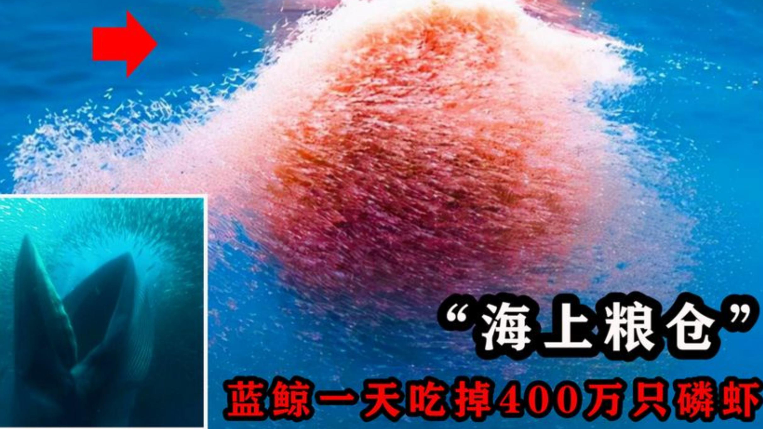 南极磷虾:10亿吨的“海上粮仓”,蓝鲸一天就能吃掉400万只!