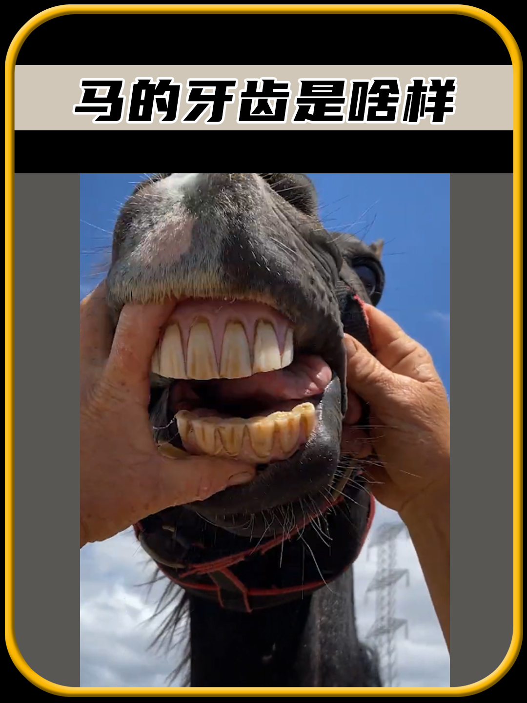 你敢相信吗,马的牙齿竟然是这样的,太震惊了