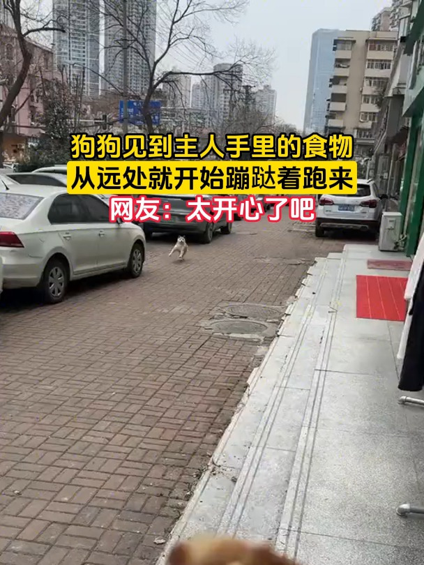 狗狗见到主人手里的食物,从远处就开始蹦跶着跑来