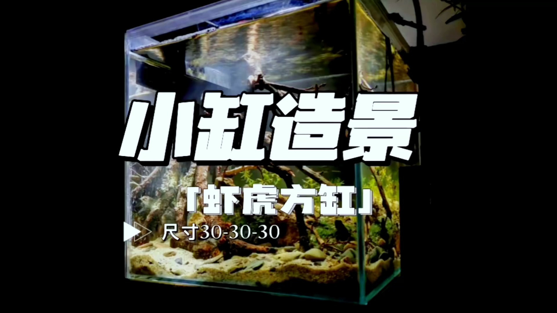 你的鱼缸里面养了些什么?快去给你的鱼儿们换个新家吧!