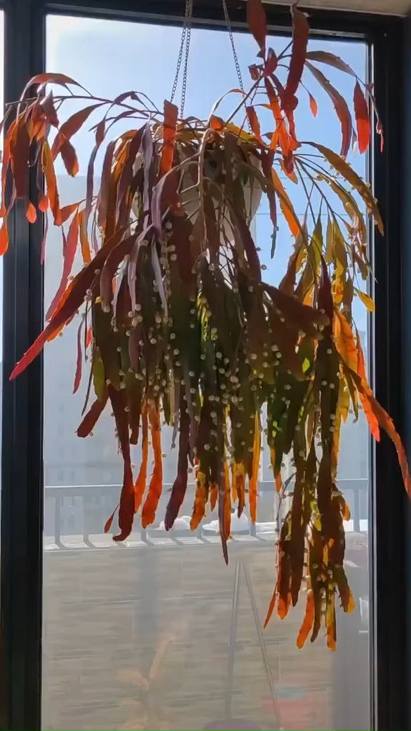 红叶丝苇满足了整个阳台的夏季感-度小视