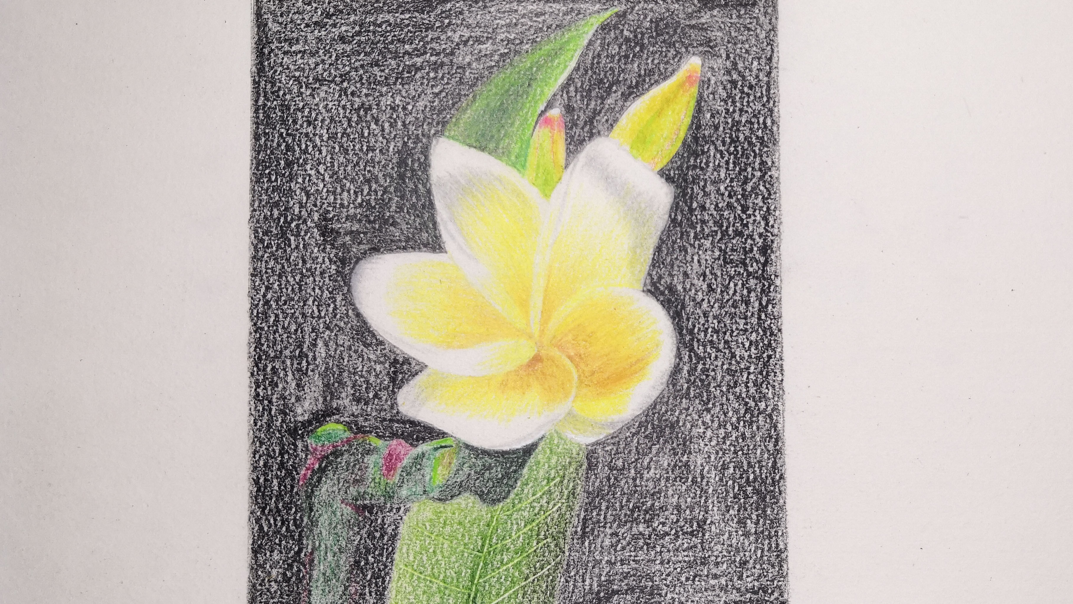 「彩铅」彩铅打卡(40)彩铅鸡蛋花教程