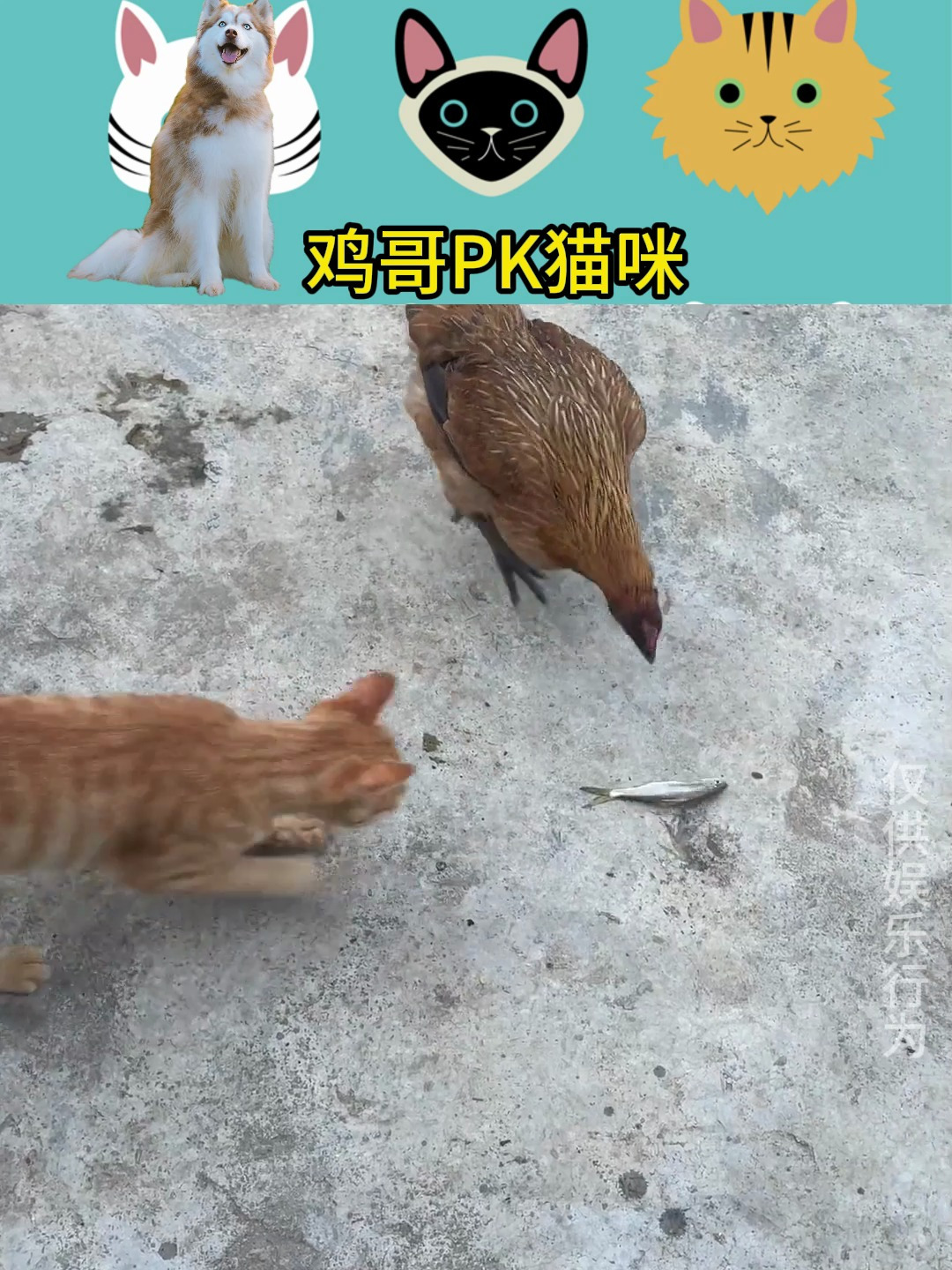 鸡与猫咪争鱼吃猫真是天外有天猫外有鸡啊